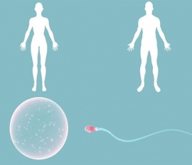 常吃蔬菜的宝宝更聪明